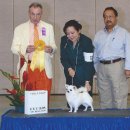 챔피언켄넬 이미지