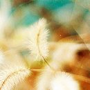 보라커피 네이버블로그