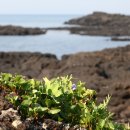 바다바라기 이미지