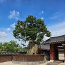 수원-0827 | [문화유산_76] 유네스코 문화유산 수원화성행궁_0827