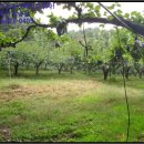 신미목장 이미지