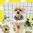 댕실 | 청주 복대동 애견미용 댕실 말티푸5mm스포팅 후기