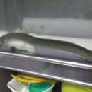민물장어