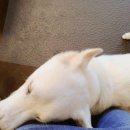 재미나개 이미지