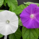 소리나팔꽃 이미지