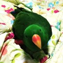뉴초록사과노래연습장 | 깃털 달린 아인슈타인 앵무새