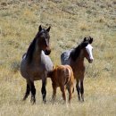 젠 하우스 이미지