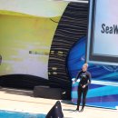 FINAL SEASON OF ONE OCEAN _ Killer Whale Show at San Diego SeaWorld, CA _ 샤무 마지막 시즌 쇼 이미지