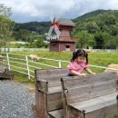 진태목장 | 경기도 양평 ) 아이와 가볼만한 곳 양먹이주기체험 목장 < 양평양떼목장 >