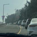 보부상길 (동백식품) | 서천 동백꽃 쭈꾸미 축제 &amp; 서천 마량리 동백나무숲...개화 싹싹 담은 축제 1일차 애견 동반 방문 후기