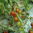 성림농원 이미지