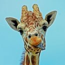 아동미술지도사 자격증 이미지