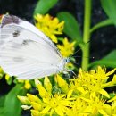 나비의꿈-호접지몽 이미지