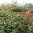 새벽농장 이미지