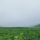 통발 이미지