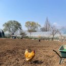 꼬꼬와아이들 이미지