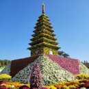 주말에 다녀온 익산국화축제~~ 이미지