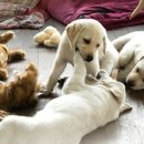 복슬 강아지 이미지