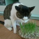 고양이발 이미지