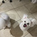 몽모드펫 이미지