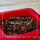 자라는 씨앗 | [반려식물] 기르던 마토 씨앗 하나가 죽고 두 개가 새로 자라난 INFP 내향인 감정 변화 후기 🌱