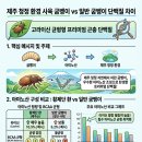 황굼벵이