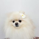 멍키매직 이미지