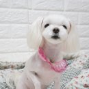 쏭트리밍 | 인천 애견미용 쏭트리밍 : 예민한 말티즈미용 찐단골의 후기