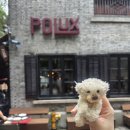 뭐쓰남 | [상하이 여행 3일차 - 상편] 신천지 거리 뿌시기 및 예약꿀팁(Polux, 13de Marzo, 예상하이 베이징덕...