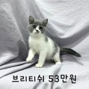 찐 애교왕 브리티쉬 분양 보내요 :) 다양한 묘종들도 분양가 20부터 있으니 편하게 문의 주세요^_^ 이미지