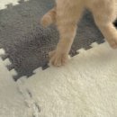 일산고양이분양 라라캣츠 이미지