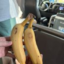 아랑농장 | 하와이 허니문 리조트 VIP 섬투어(feat.지경민 부장님) 후기