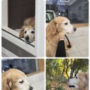 리움 동물의료센터 이미지