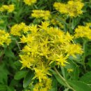 가야초등학교 이미지