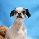 방울이네 펫살롱 이미지