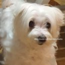 예터 | 경기도 여주 숲속 예터펜션 후기｜부농갱🐶이 소개하는 힐링 펜션