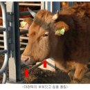 강옥축사 이미지