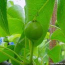 배가농원 이미지