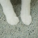 (주)아로펫 이미지