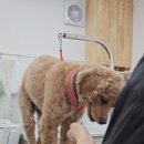 구구네미용실 이미지