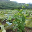 농업회사법인 (주) 지리산동의촌