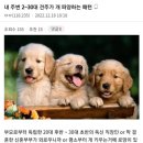 2030 견주가 반려견 파양하는 패턴 이미지