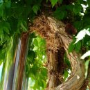 수월초등학교 이미지