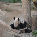 판다 이미지