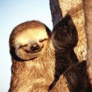 나무늘보 이미지