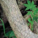 고로쇠펜션 이미지