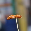 아짐손불곱창갈비
