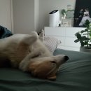 재아가축인공수정소 | 임신 28주 0일 @ 임신후기! 결기 5주년 (･ω･*)!