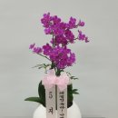 신월동167 이미지