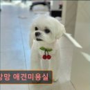 온천동물병원 | 대구 반려동물비용 애견미용 강아지 고양이 꼬망망 애견미용실 안전과 맞춤 케어의 기준